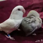 روز زوج