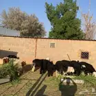 ذبايح جبره تفريد و جمله نجدي ونعيم جذعان شقراء