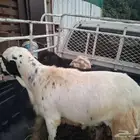 خروف فحل لبيع جدعي