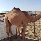 بكره عدله و سمينه للبيع