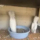 زوج جكوبين