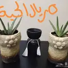 نبات زرع نباتات الوفيرا زينه