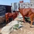 بقره بلدي للبيع