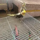 زوج كروان للبيع