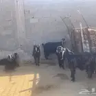 معزاء عوارض موليد 11 تحتهن 14 على ثلاثه وثنين وواحد