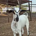 ماعز بيش مرخ