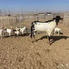تيس بيشي