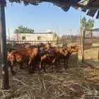القنفذة - حلي