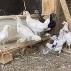 صوص بلدي