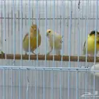 للبيع إناثي كناري سوري