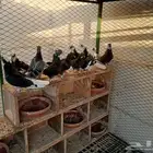 الأحساء المبرز حي الفتح