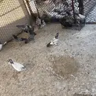 فروخ حمام للاكل وتربيه بكستاني طعم ممتاز