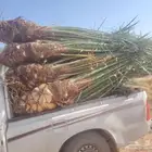 نخل للبيع مثمرة في الدوادمي الجمش عفيف