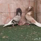 جوز ذكر جاكوبيين وإنث بلجيكي معهم فرخ