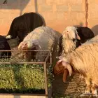 طليان مقفله شحم تفريد و جمله نجدي نعيمي بلدي جذعان شقراء