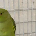 ببغاء دره