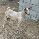 تيس عماني صلالي معرف