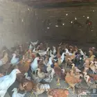 دجاج فرنسي وبلدي