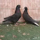 ثلاث أجواز قطايف نصايبه