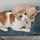 حي الصفا جده