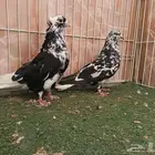 خمسة أجواز قطايف