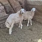 طليان سمين على الشرط العمر 7 شهور يوجد تابي وتمارا