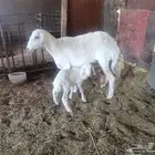 حرية تحتها رخل