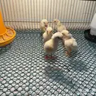 صيصان دجاج كوشامو الماني