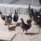 دجاج عربي فري