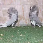 أجواز جاكوبيين لافندر