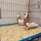 حمام بلغاري عبسي