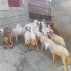 فران وبهم للبيع