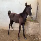 ايواء فترة الشتاء