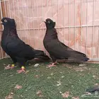 جوز وأناثي قطايف سود مقمبرات