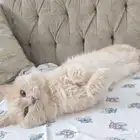 حي الصفا جده