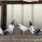 طبات تيدي   رامبوري