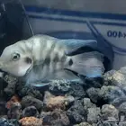 اسماك زينه بولار ذكر كبير و جاهز