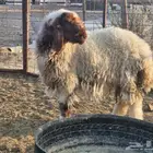 رخل نعيمية فرش الفخل