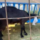 جفرة لباني للبيع