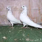 جوزين قطايف نمش