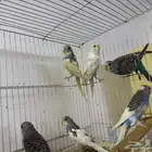 مجموعة بادجي