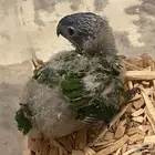 فرخ لوري للبيع