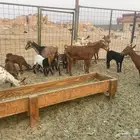 معزاء محايليه خلفات