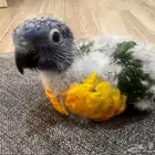 فرخ لوري رينبو ( تم البيع الله يبارك لراعيه )