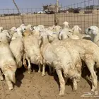 طليان حريه جبره (تم البيع ) .