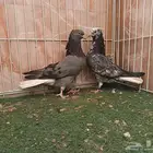 طبات قطايف كبار معرفات