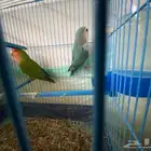 روز طقطق فيشر