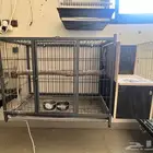 للبيع قفص انتاج ببغاوات كاسكو امزوني كايك