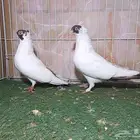 جوزين شغل هلمت