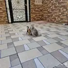 للتبني ام و اطفالها